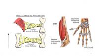 Différence entre muscle, tendon et ligament: Explication anatomique