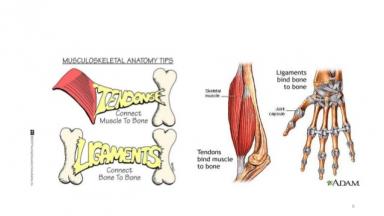 Différence entre muscle, tendon et ligament: Explication anatomique